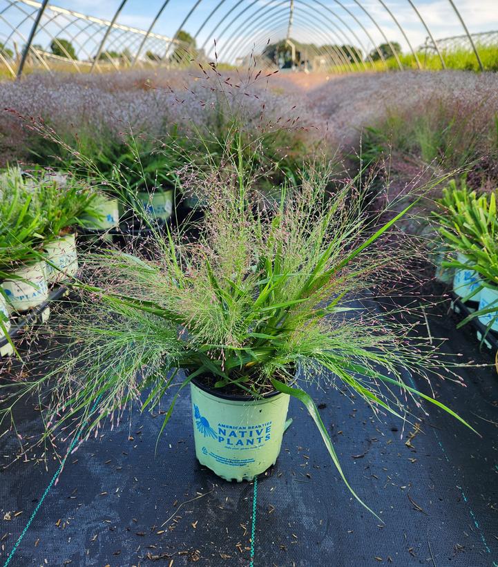 Eragrostis spectabilis 