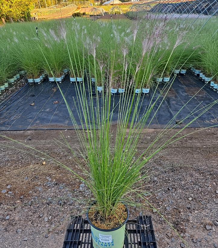 Muhlenbergia capillaris 