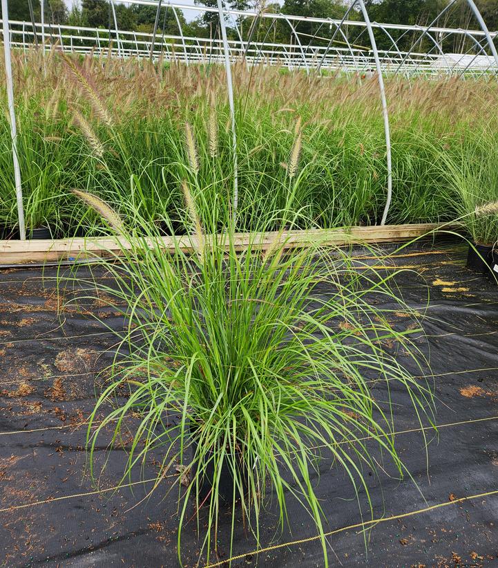 Pennisetum alopecuroides 