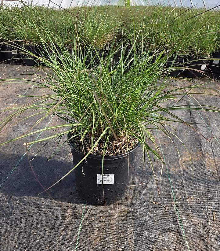 Miscanthus sinensis 'Adagio'