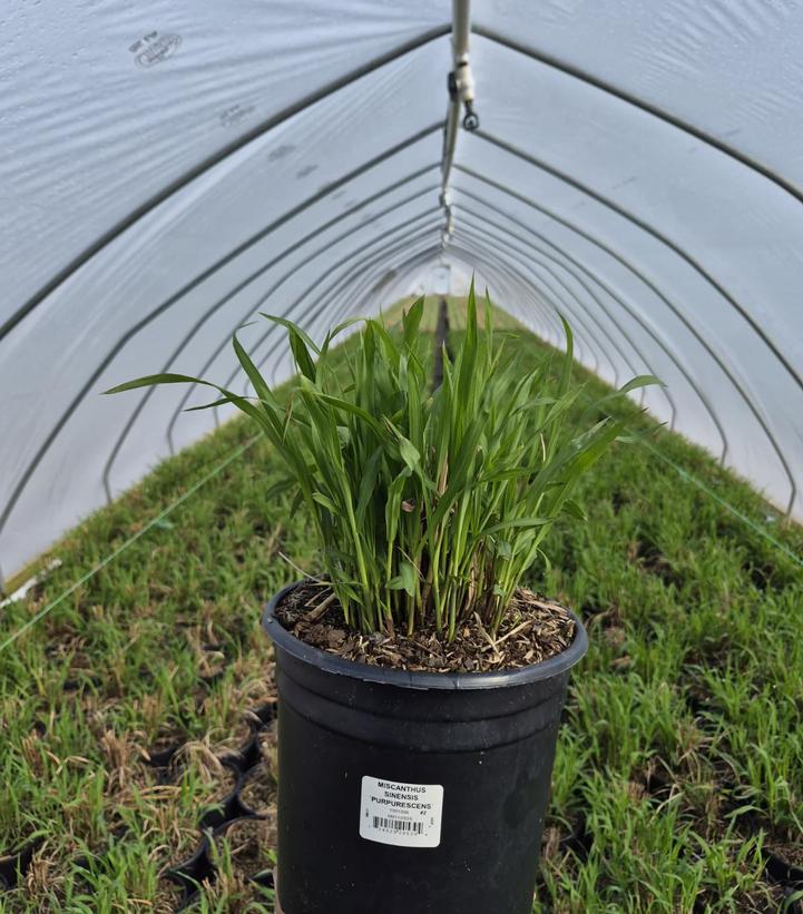 Miscanthus sinensis 'Purpurascens'