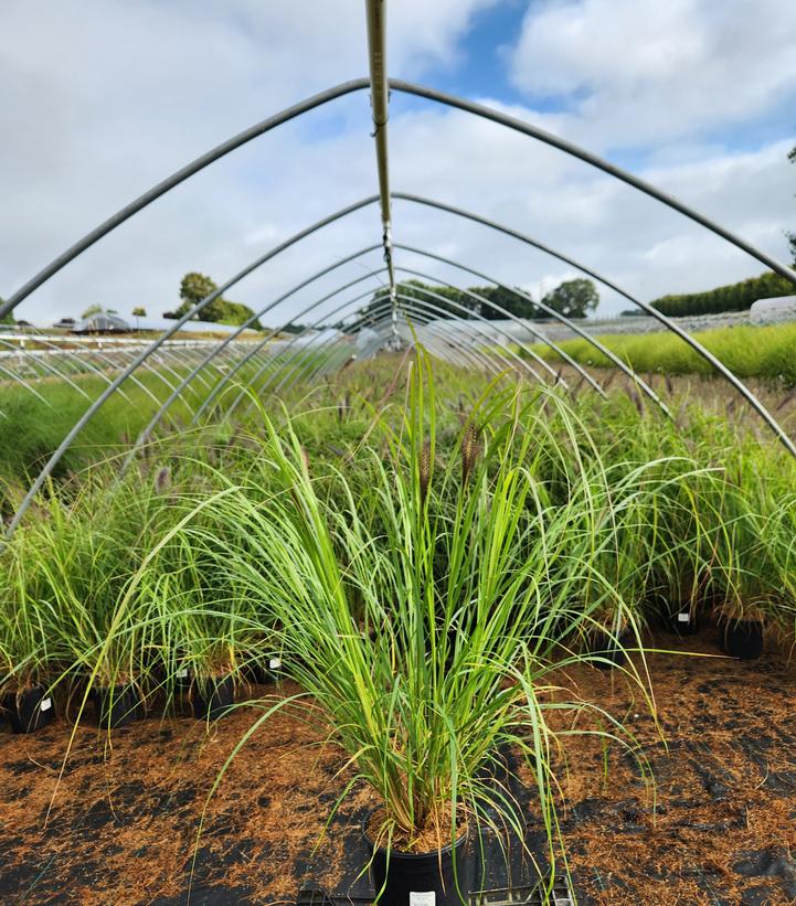 Pennisetum alopecuroides Red Head