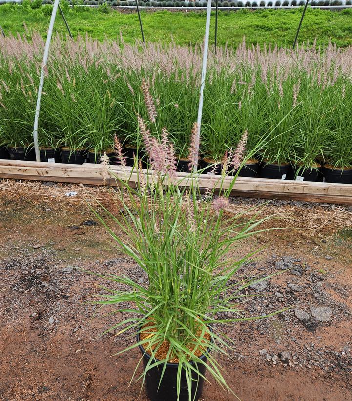 Pennisetum orientale Karley Rose