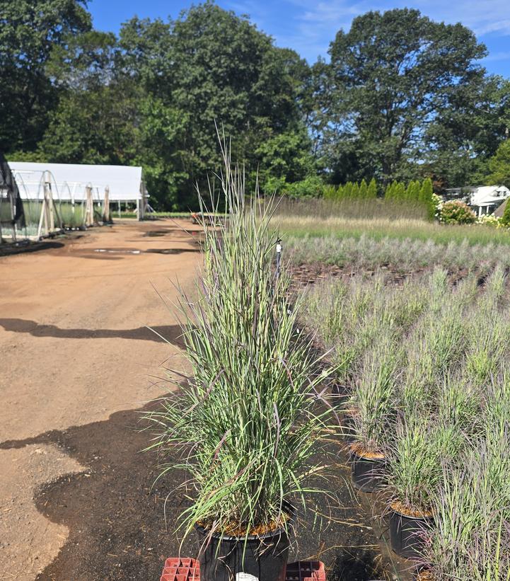 Schizachyrium scop. Twilight Zone