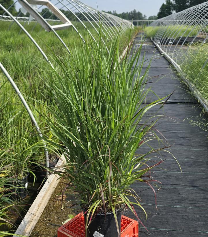 Panicum virgatum Ruby Ribbons™