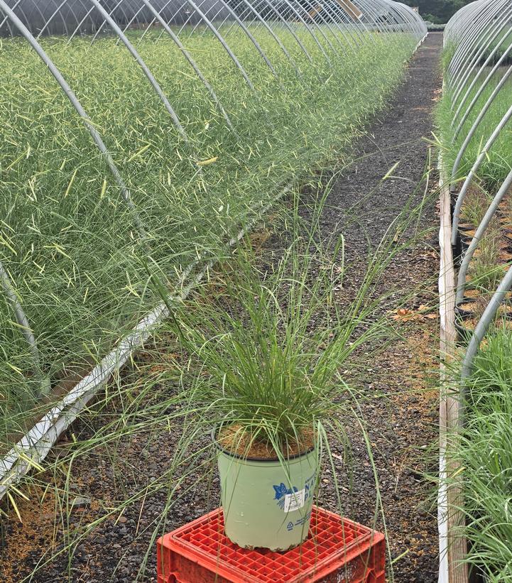 Bouteloua gracilis 'Blonde Ambition'