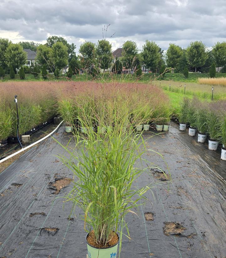 Panicum virgatum Shenandoah