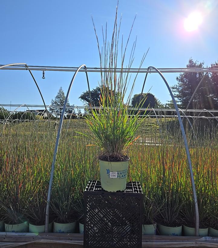 Schizachyrium scoparium 'Standing Ovation'