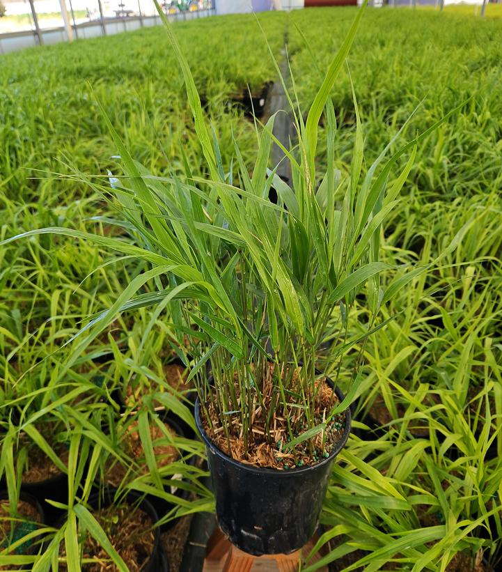 Hakonechloa macra 