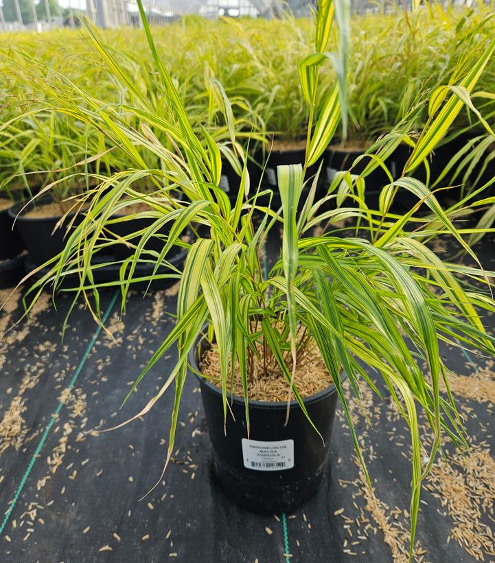 Hakonechloa macra 'Aureola'