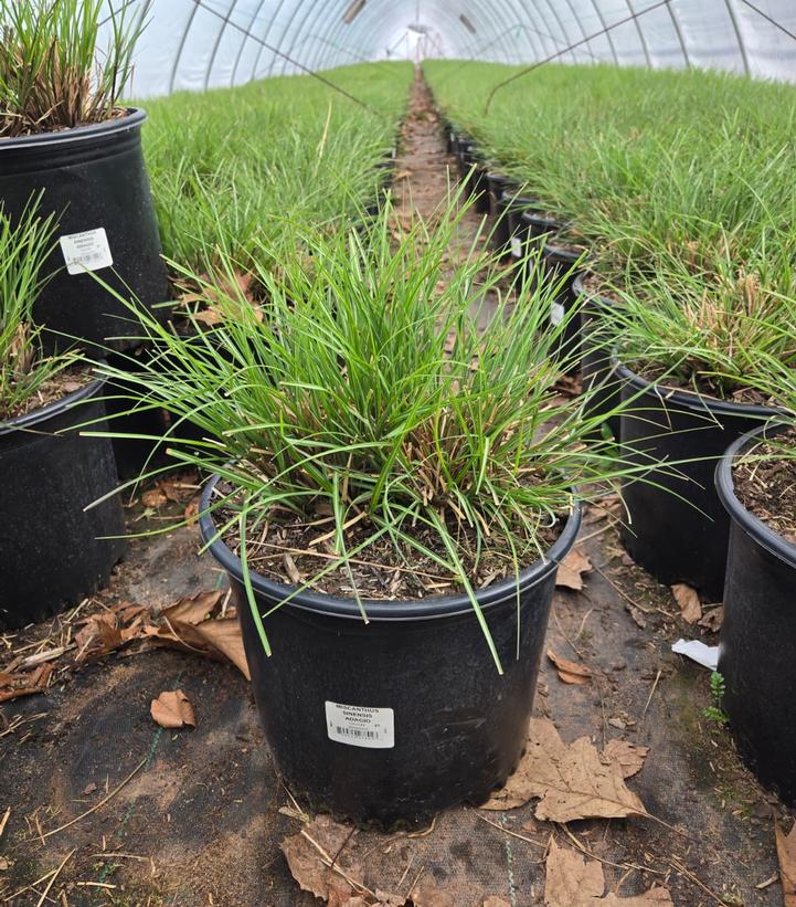 Miscanthus sinensis 'Adagio'