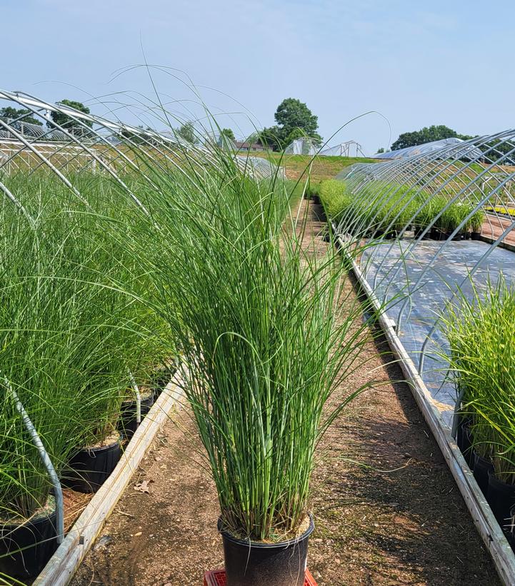 Miscanthus sinensis 'Gracillimus'