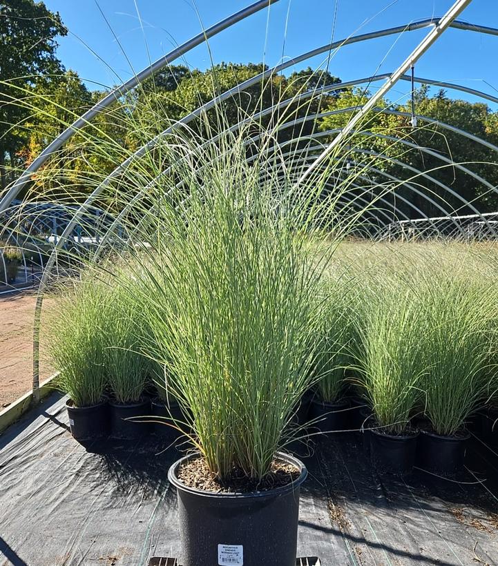 Miscanthus sinensis Morning Light