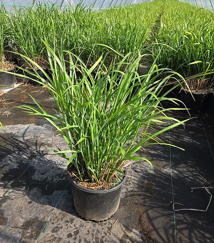 Miscanthus sinensis 'Strictus'