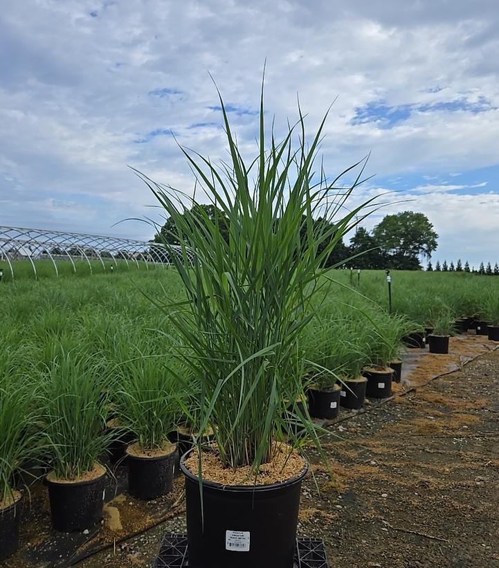 Panicum virgatum 'Heavy Metal'