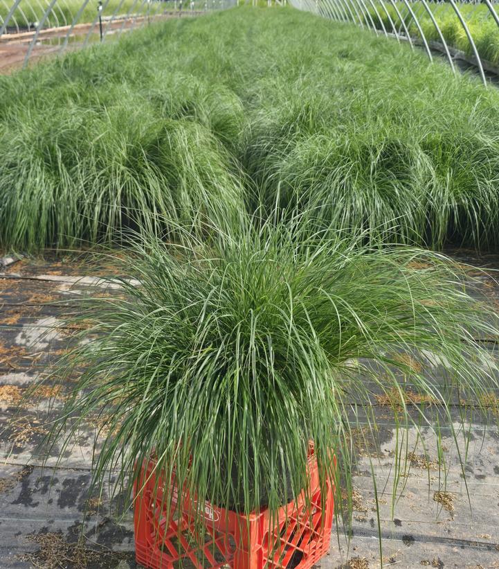 Pennisetum alopecuroides Hameln
