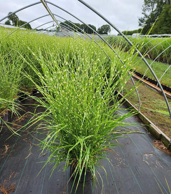 Miscanthus sinensis Strictus