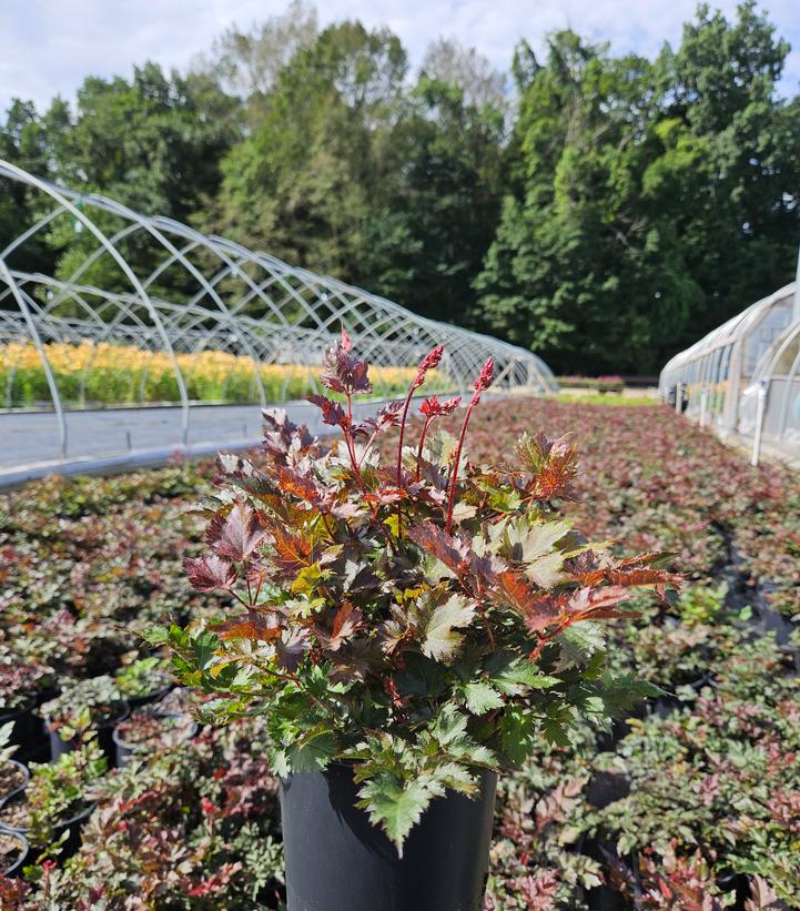 Astilbe x 'Delft Lace'