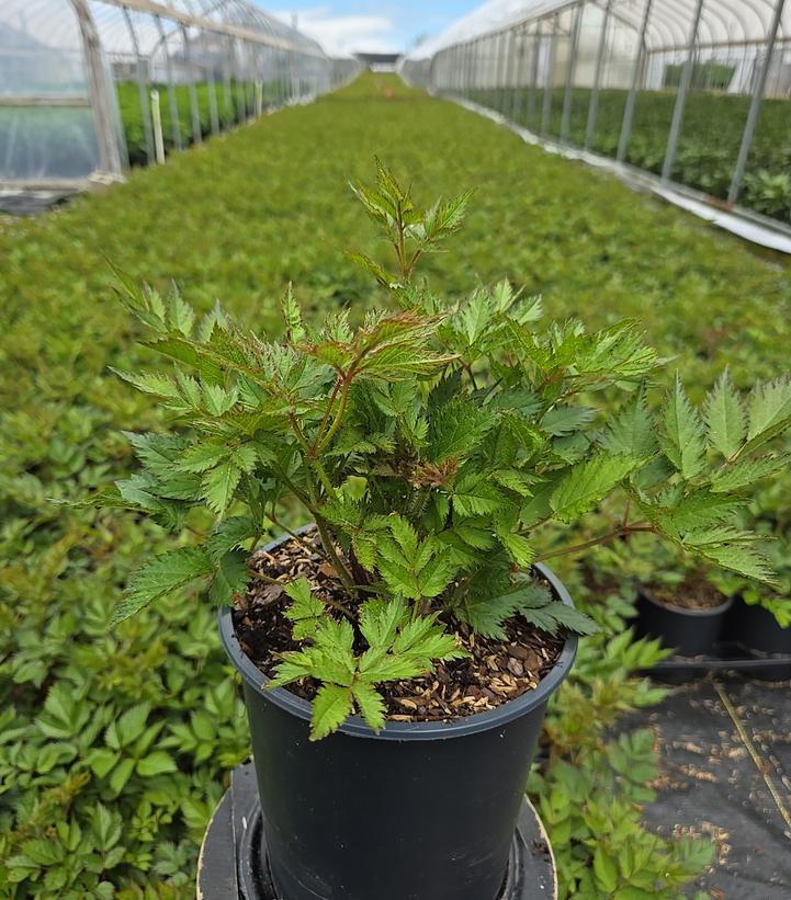 Astilbe chinensis 'Visions in White'