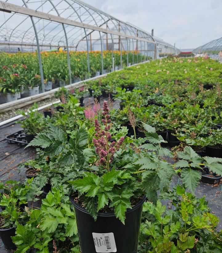Astilbe chinensis 'Visions'