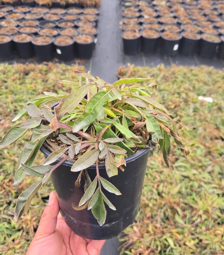 Coreopsis grandiflora 'Early Sunrise'