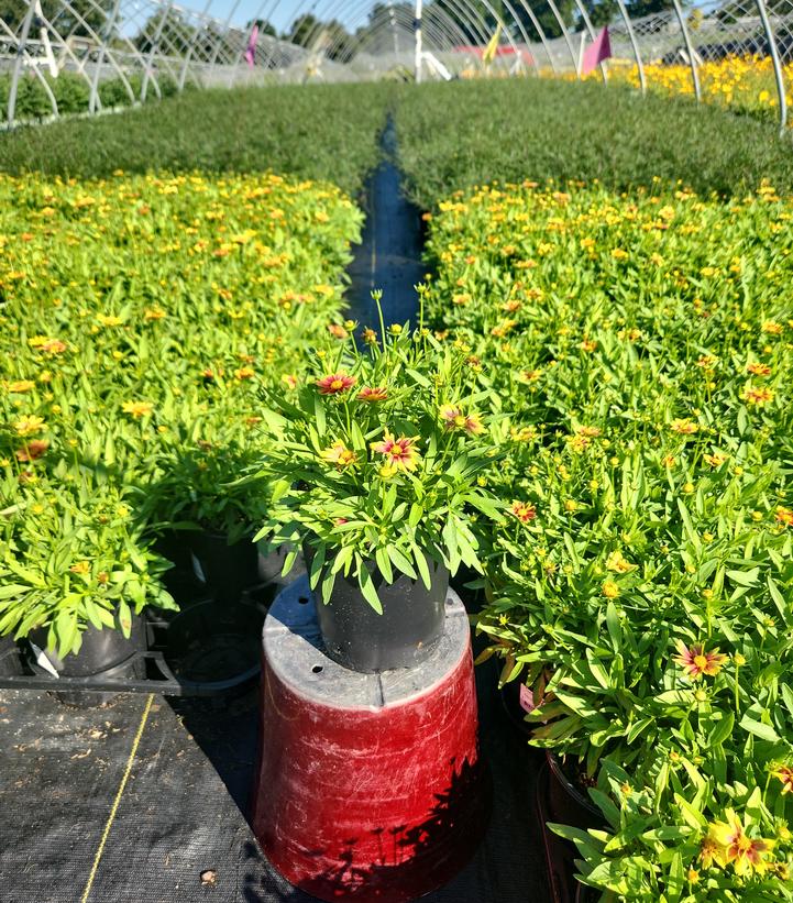 Coreopsis x Li'l Bang™ 'Enchanted Eve'