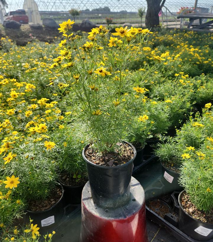 Coreopsis verticillata 'Zagreb'