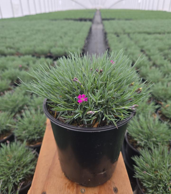 Dianthus x 'Firewitch'