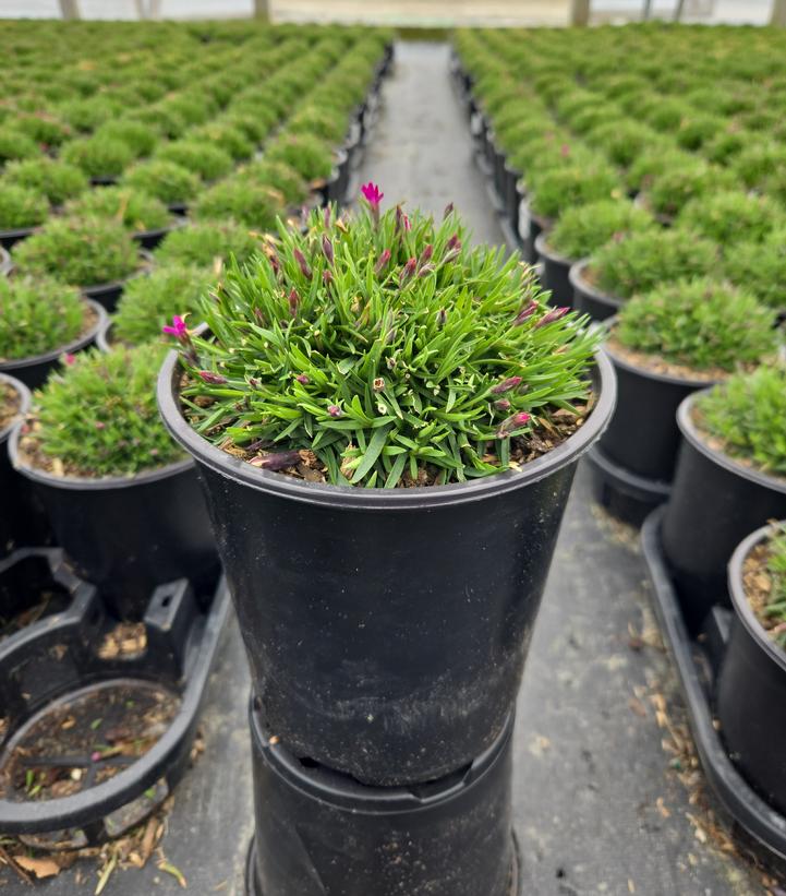 Dianthus x Sunflor® Kahori®