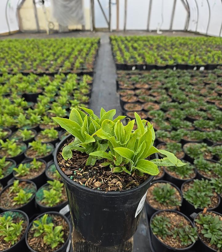 Digitalis grandiflora 'Carillon'