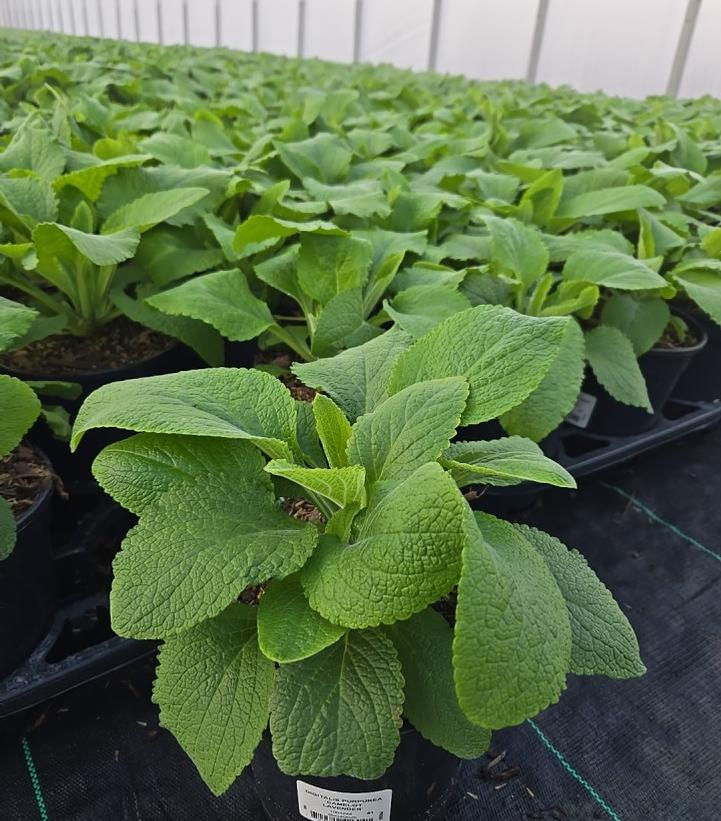 Digitalis purpurea 'Camelot Lavender'