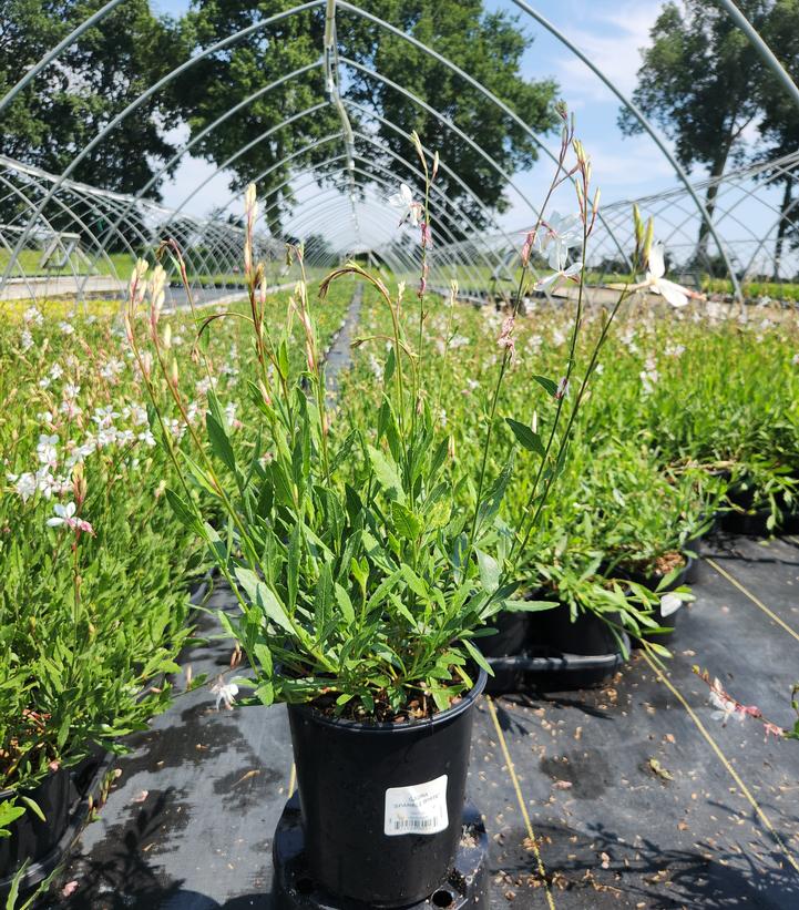Gaura lindheimeri 'Sparkle White'