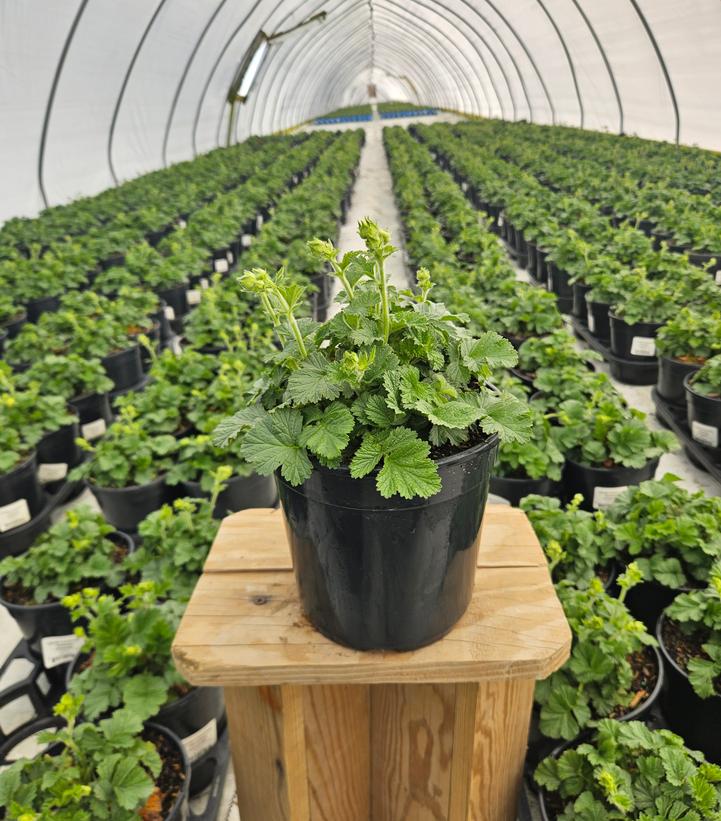 Geum Cocktail™ Banana Daiquiri