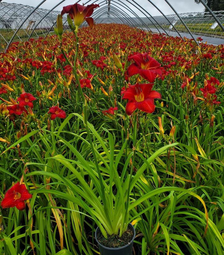 Hemerocallis 'Chicago Apache'