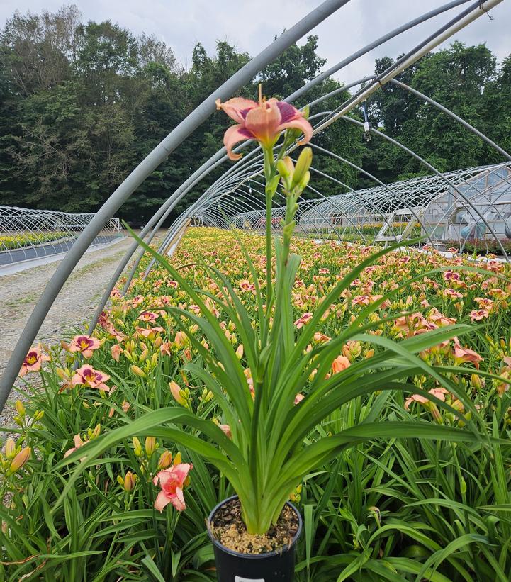 Hemerocallis Daring Deception