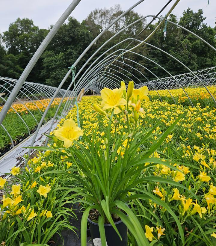 Hemerocallis Happy Returns