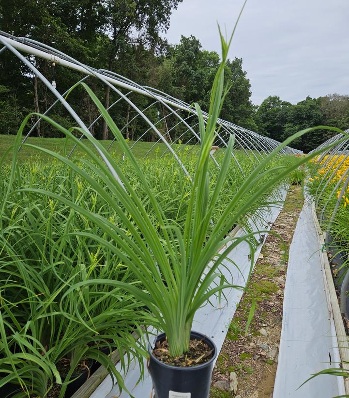 Hemerocallis Hyperion-Yellow