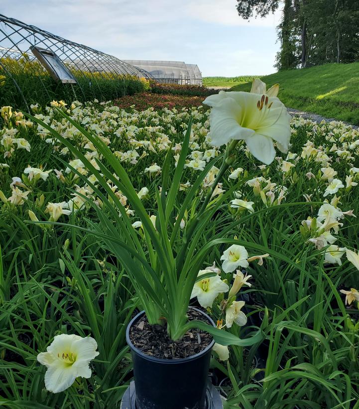 Hemerocallis Joan Senior