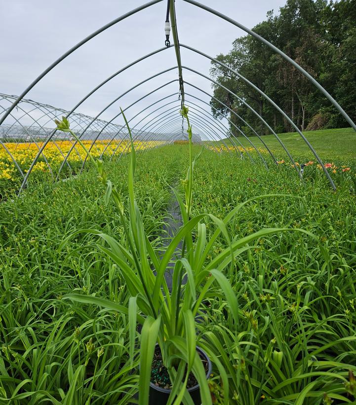 Hemerocallis Little Grapette