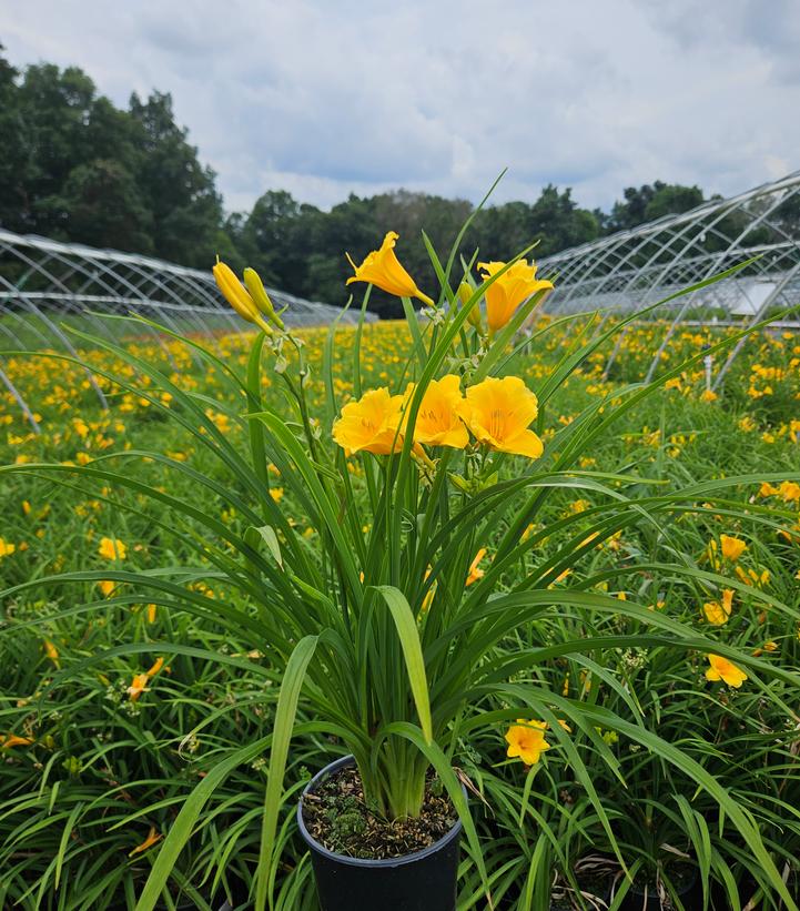 Hemerocallis Stella d'Oro