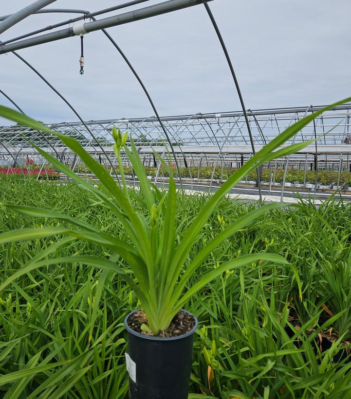 Hemerocallis 'Sunday Gloves'