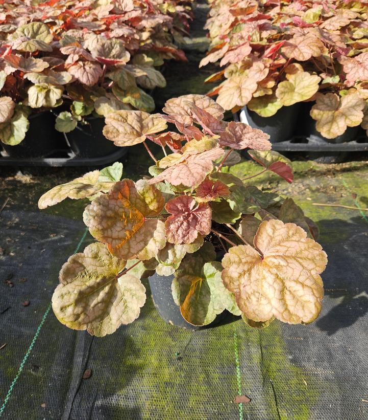 Heuchera Apricot