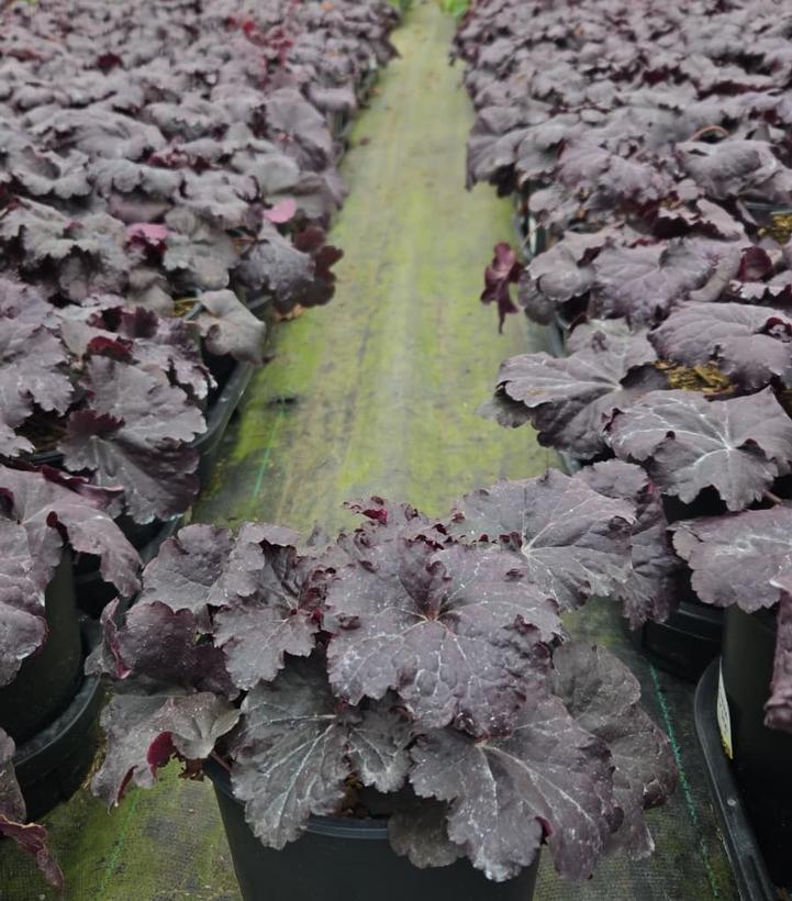 Heuchera 'Black Sea'
