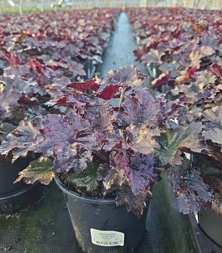 Heuchera Frosted Violet