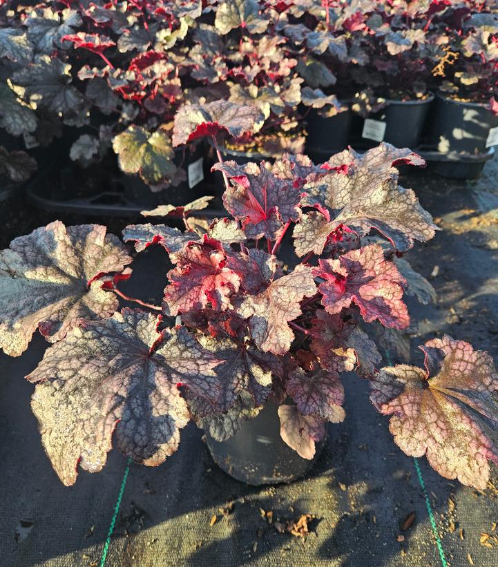 Heuchera 'Plum Pudding'