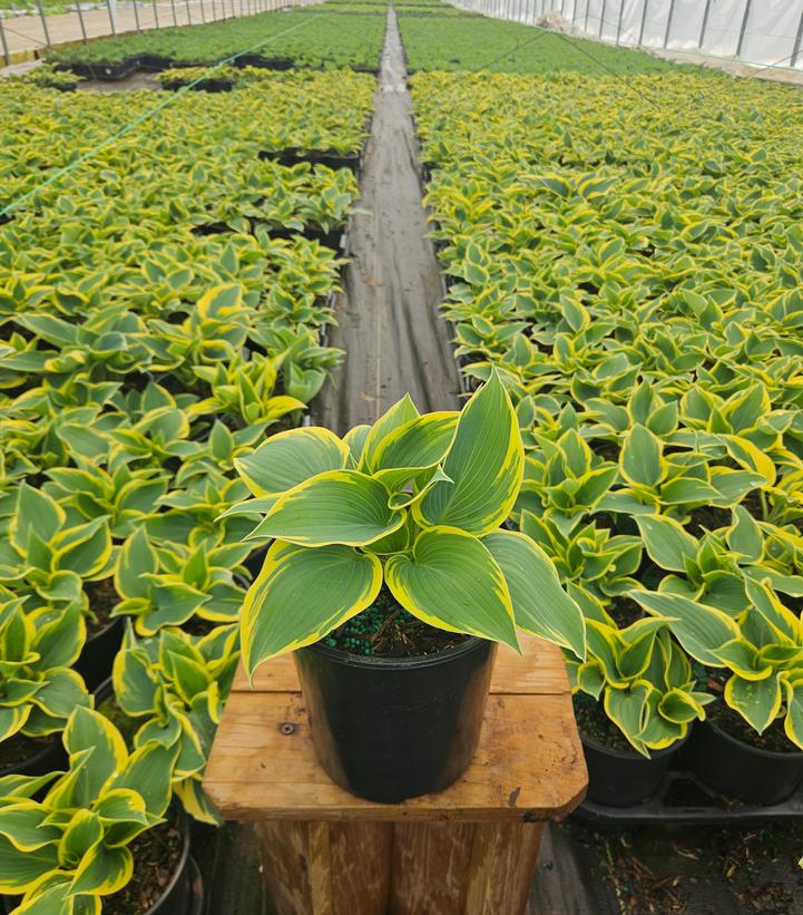 Hosta x 'First Frost'