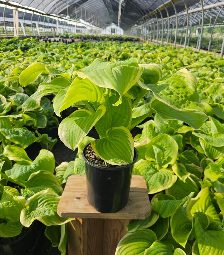 Hosta 'Fragrant Bouquet'