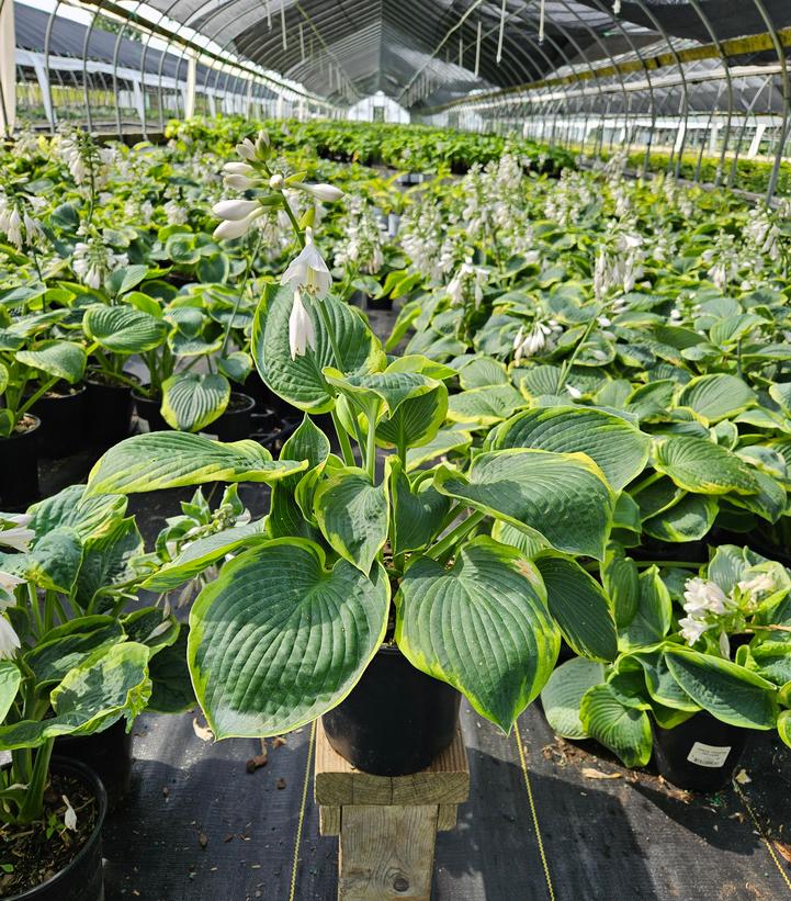 Hosta 'Frances Williams'