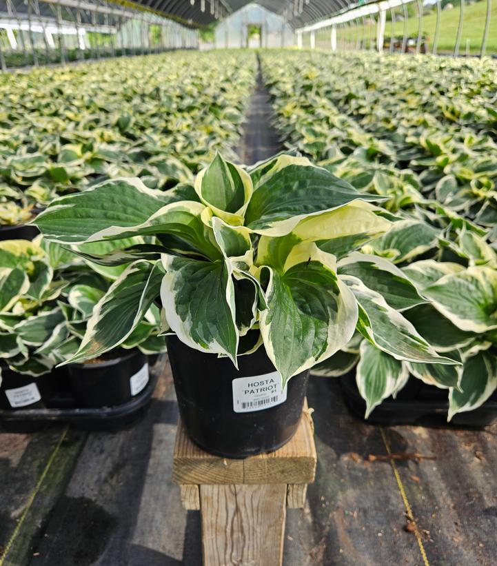 Hosta 'Patriot'