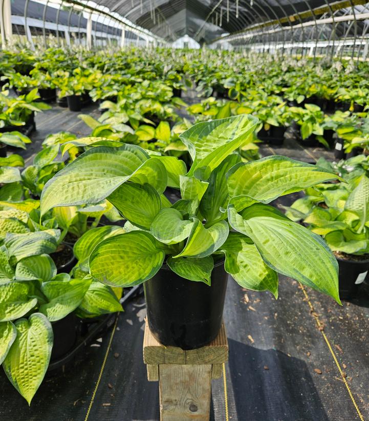 Hosta 'Pauls Glory'